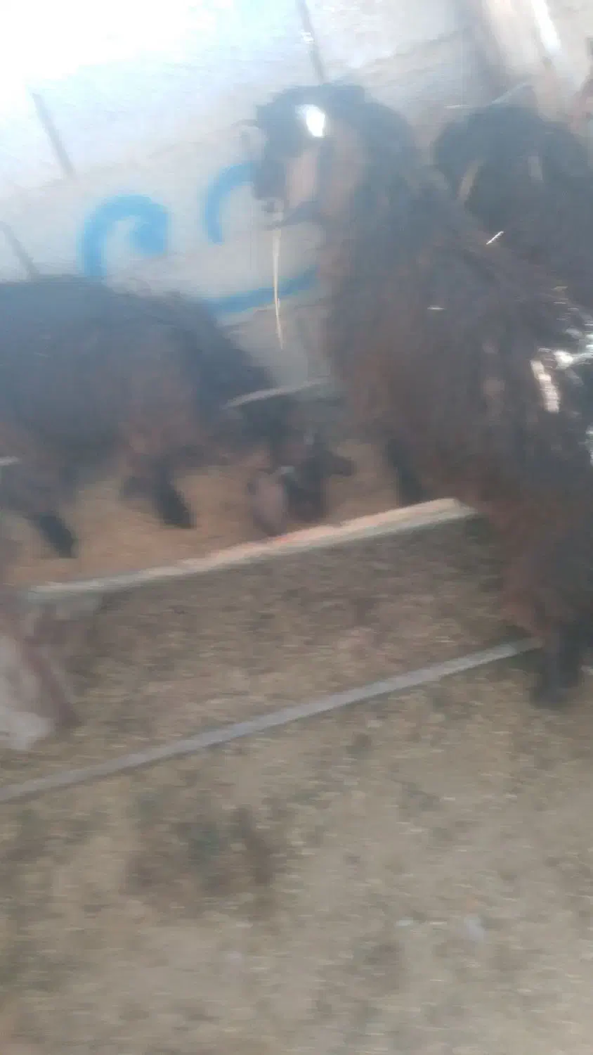 سلام بز سرحال|حیوانات مزرعه|خاش, |دیوار