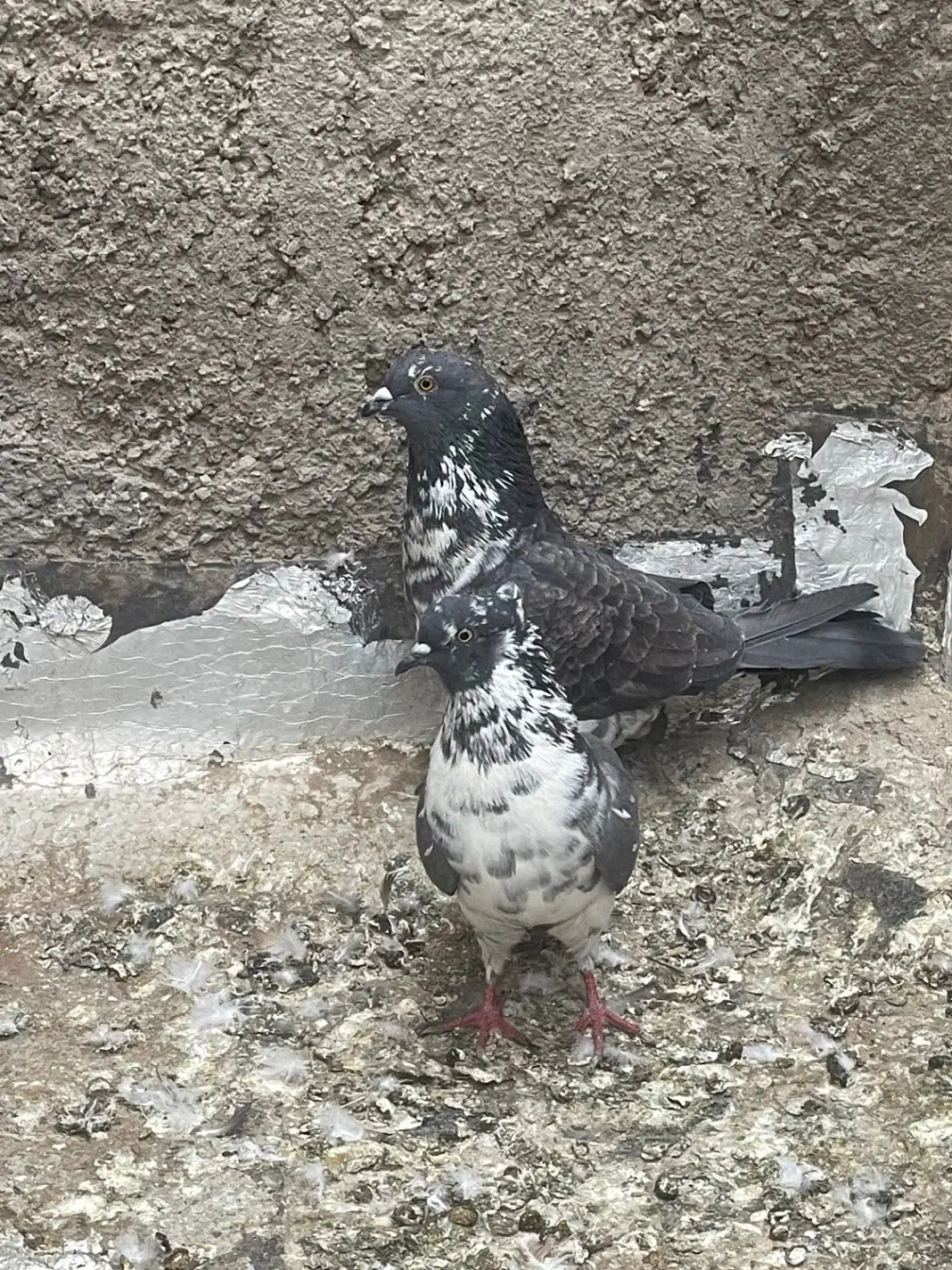 کفتر پرشی تیر ماه|پرنده|اردکان, |دیوار