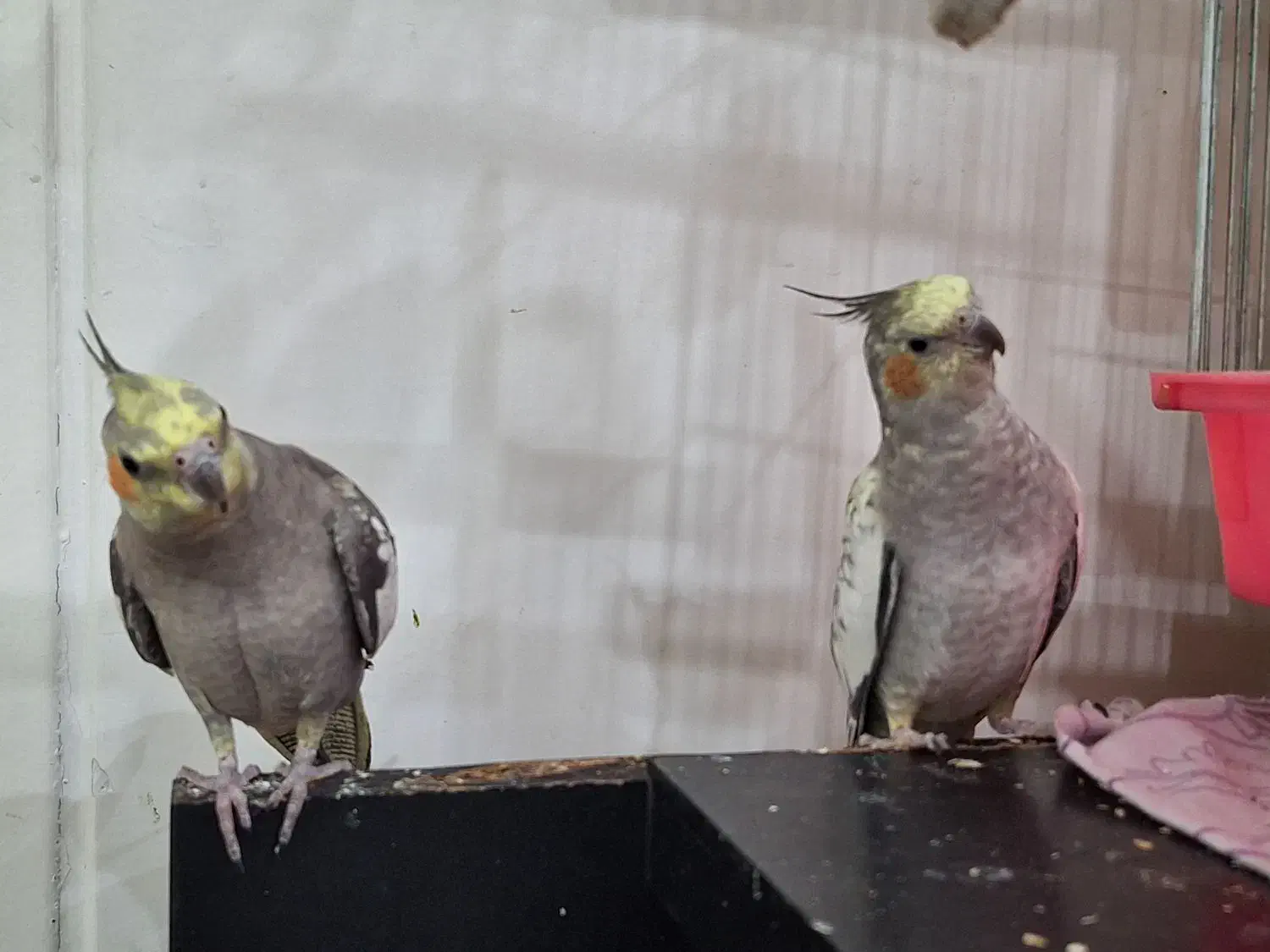 پرنده|پرنده|قدس, شهر‌قدس|دیوار