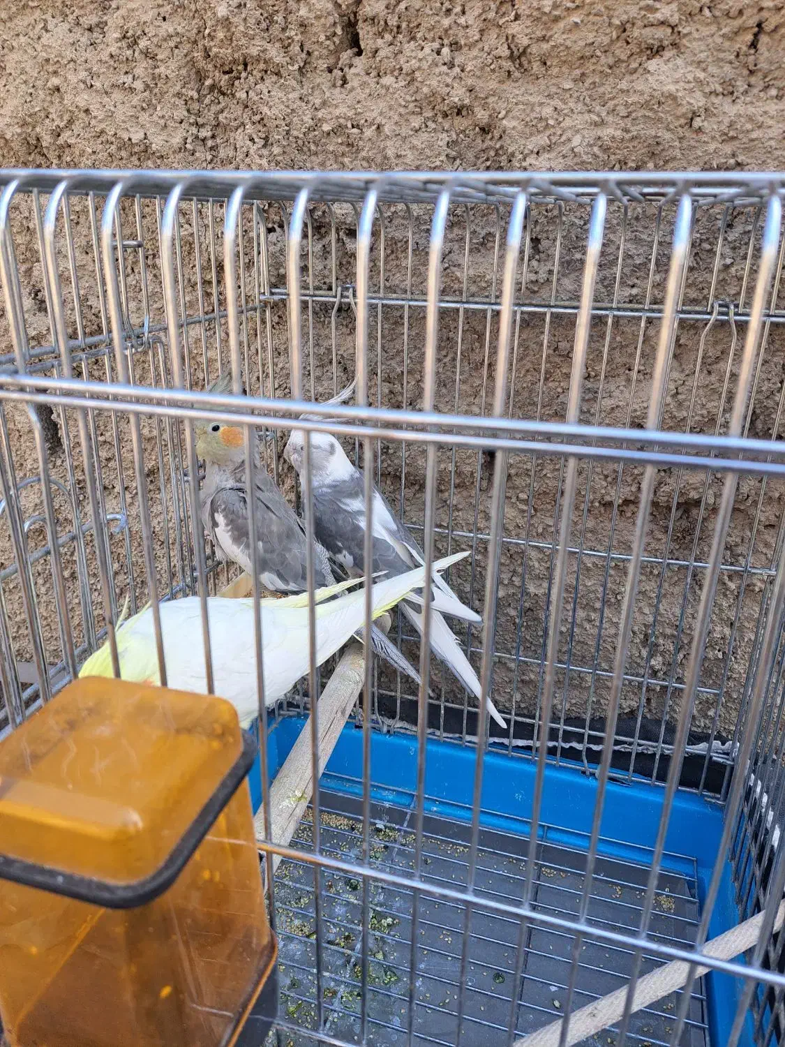 عروس هلندی وات فیس|پرنده|اندیشه, اندیشه فاز ۵|دیوار