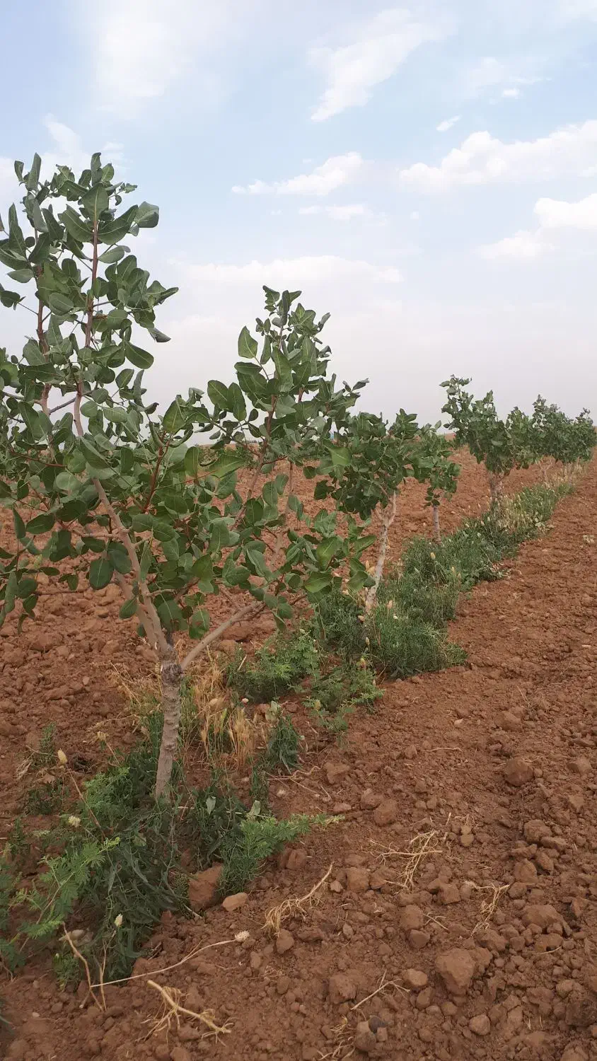 درخت پسته اکبری|فروش زمین و ملک کلنگی|کویرات, |دیوار