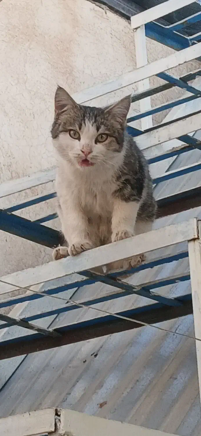 واگذاری رایگان|گربه|گرمسار, |دیوار