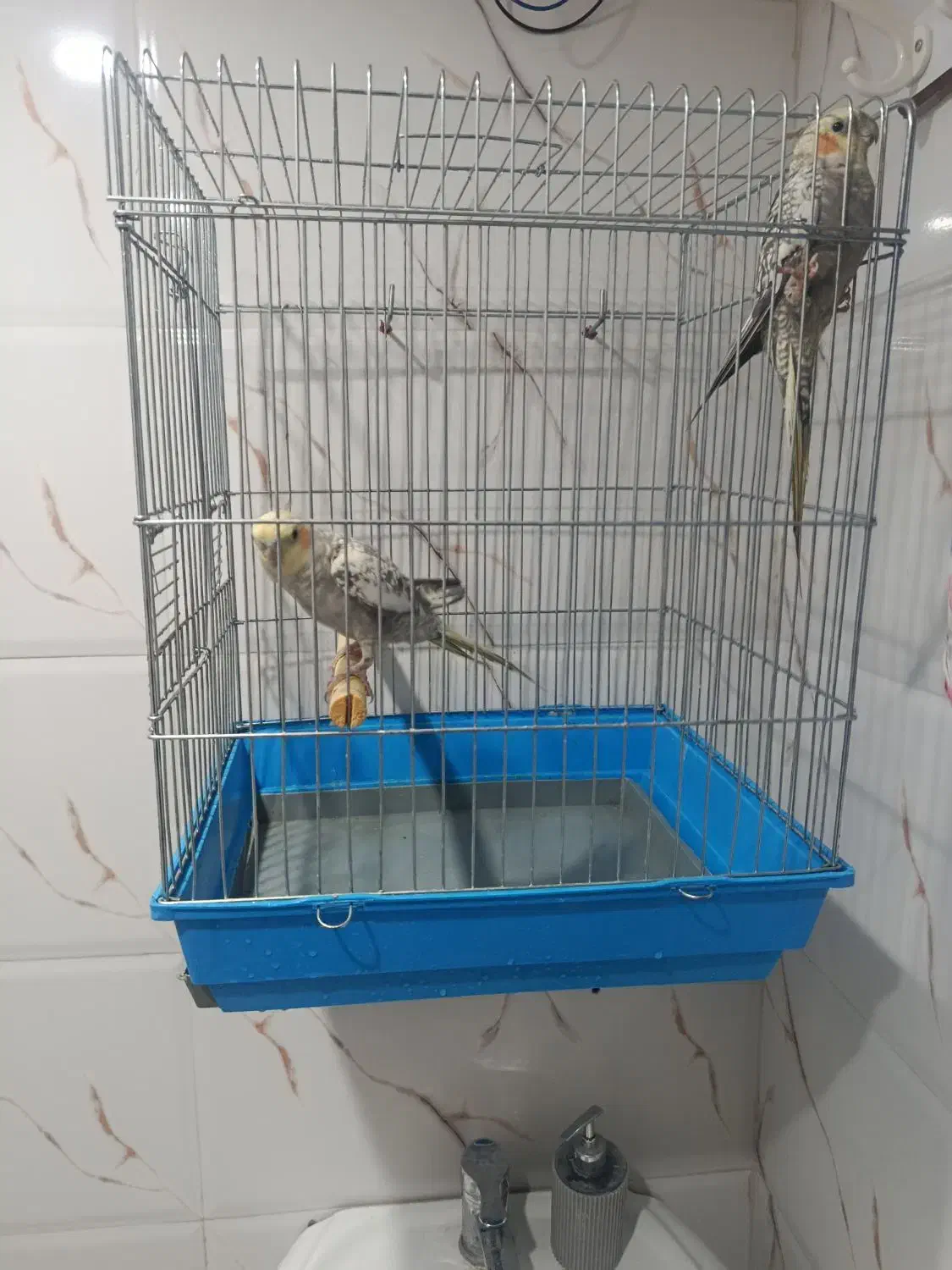 عروس هلندی|پرنده|ایوان, |دیوار