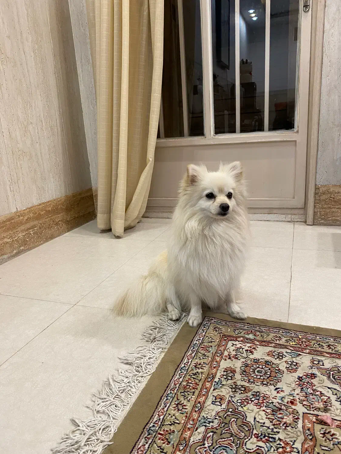 سگ پامر اشپیز|سگ|یزد, |دیوار