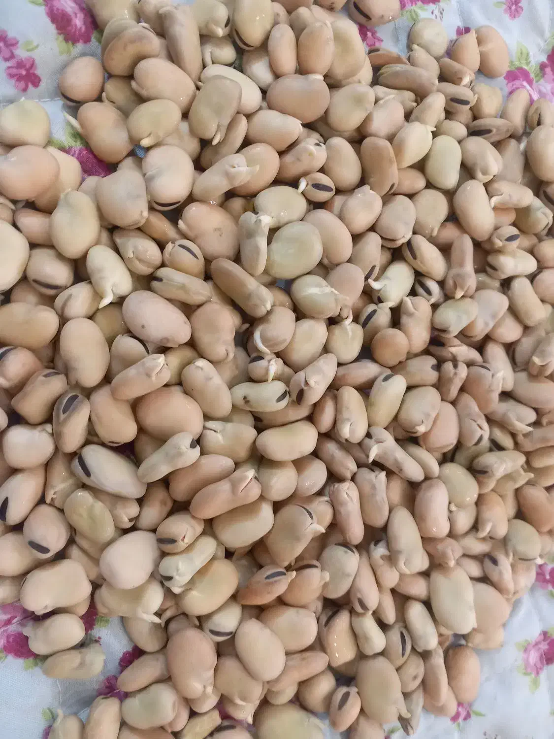 باقالی (باقلا)|خوردنی و آشامیدنی|تهران, جوادیه تهرانپارس|دیوار