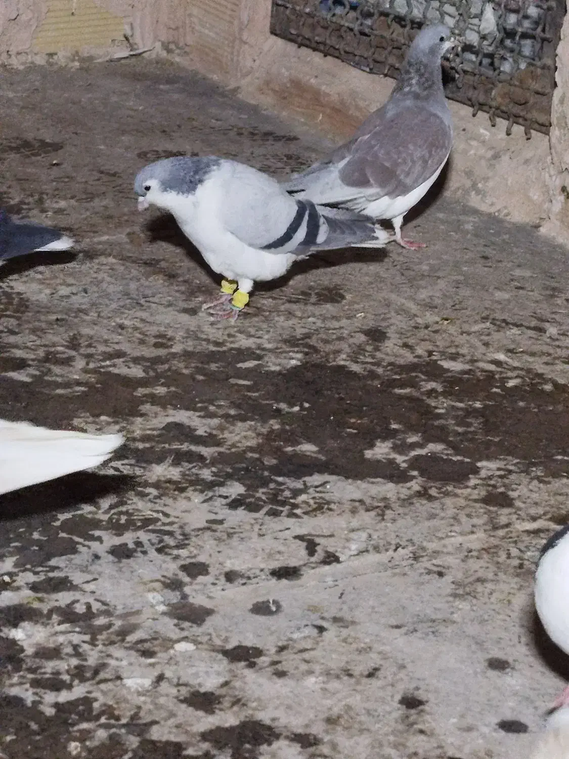 شیر سبز،شیر مگسی،تاقدوم ایدی|پرنده|فیروزه, |دیوار