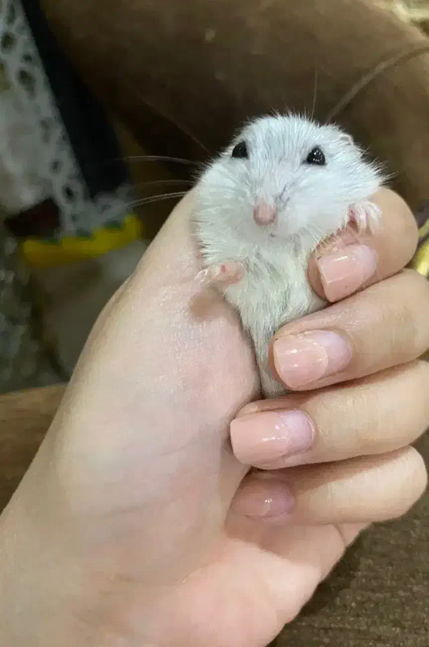 همستر کمپل خونگی|موش و خرگوش|اصفهان, صائب|دیوار