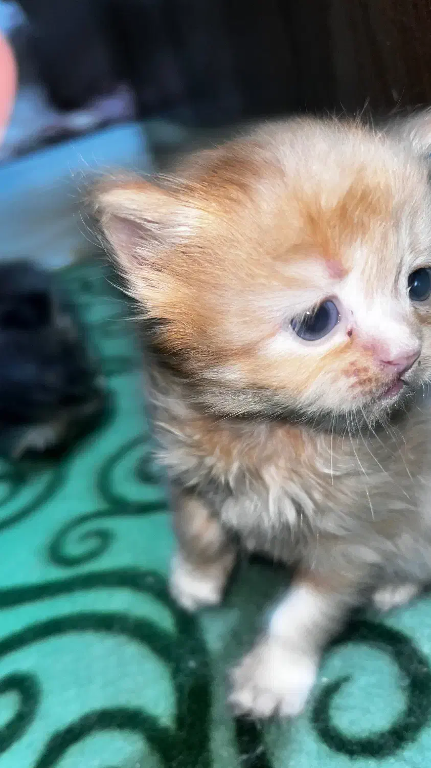 واگرازی گربه پرشین|گربه|شیراز, زند|دیوار