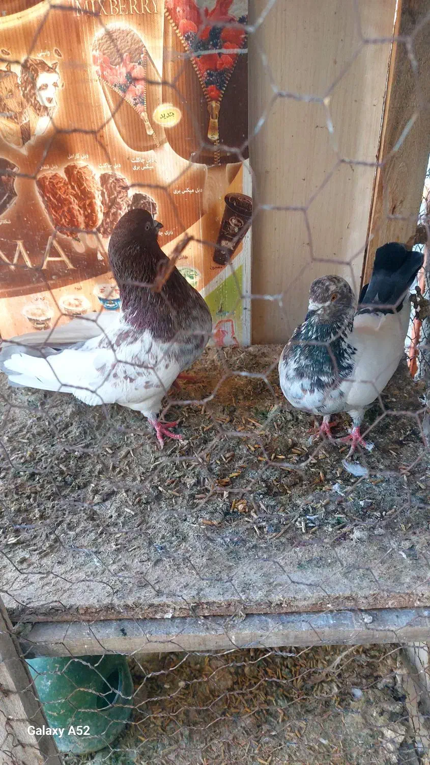 کبوتر کله ایی|پرنده|درگزین, |دیوار