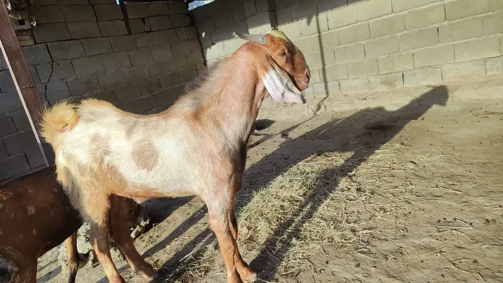 کهر نر چاق|حیوانات مزرعه|میناب, |دیوار