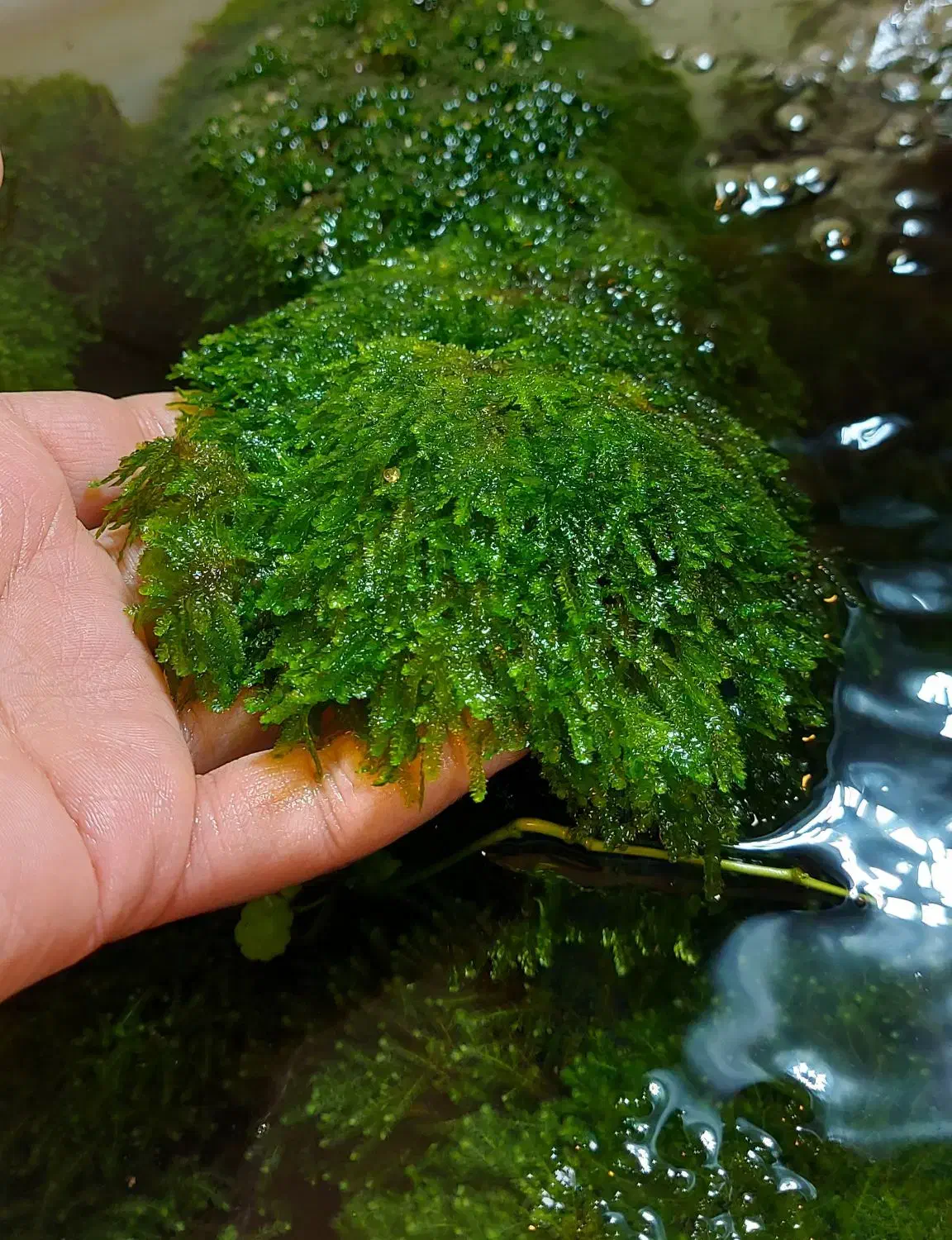 خزه کریسمس|ماهی|شاهینشهر, فردوسی|دیوار