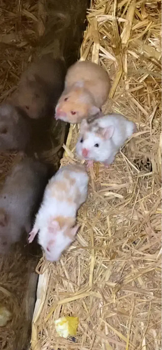 همستر خوشگل|موش و خرگوش|کرج, کمال‌شهر|دیوار