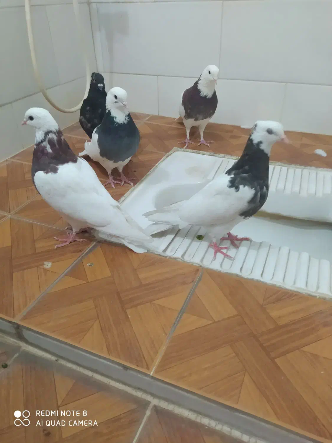 پنج پرنده تمیزوسالم|پرنده|طبس, |دیوار