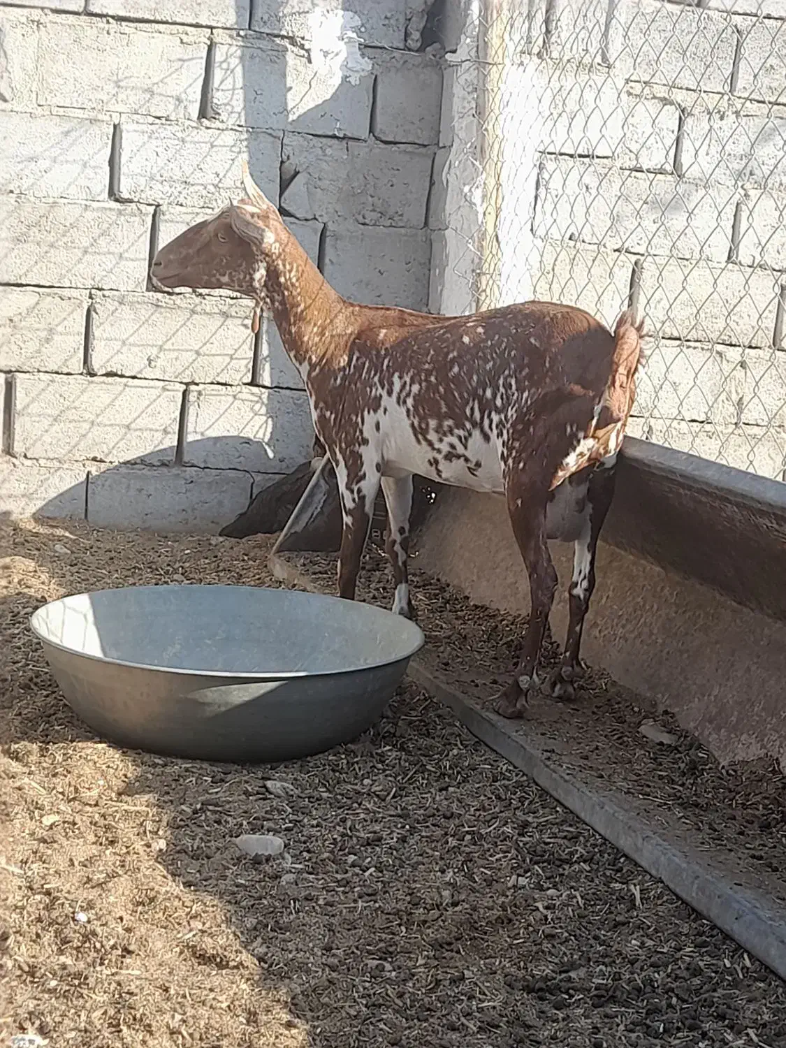 فروش بز صلاله آبستن نزدیک و درجه یک|حیوانات مزرعه|مهران (هرمزگان), |دیوار