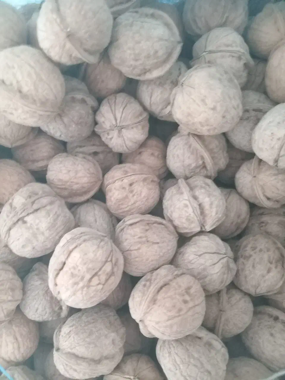 حراج حراج فروش گردو فسنجونی و مغز سفید کیلو 350|خوردنی و آشامیدنی|حمیدیا, |دیوار