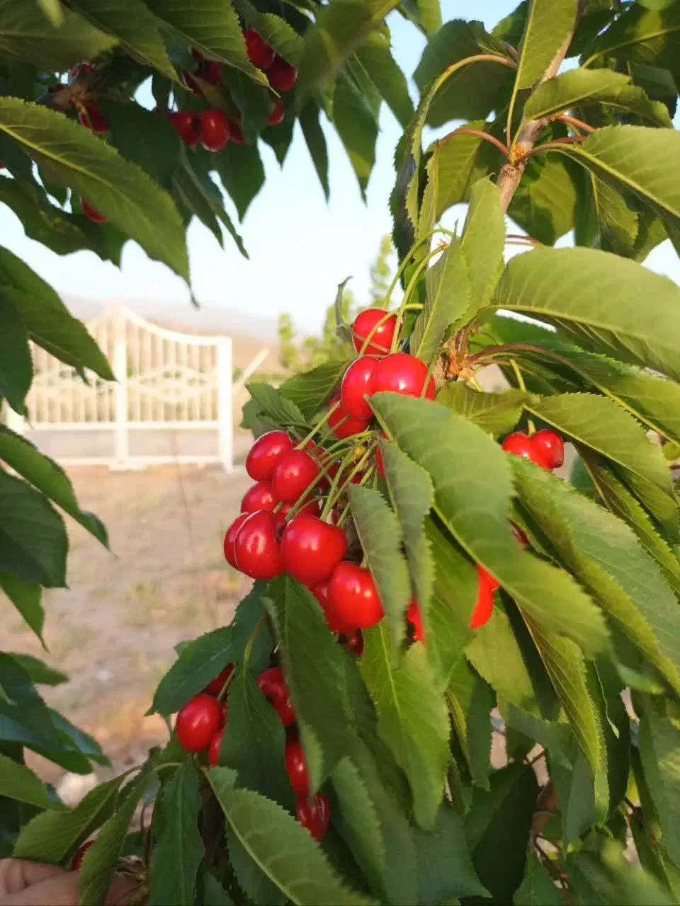 باغ بهترین نقطه صومعه|فروش زمین و ملک کلنگی|نیشابور, شهرک اندیشه|دیوار