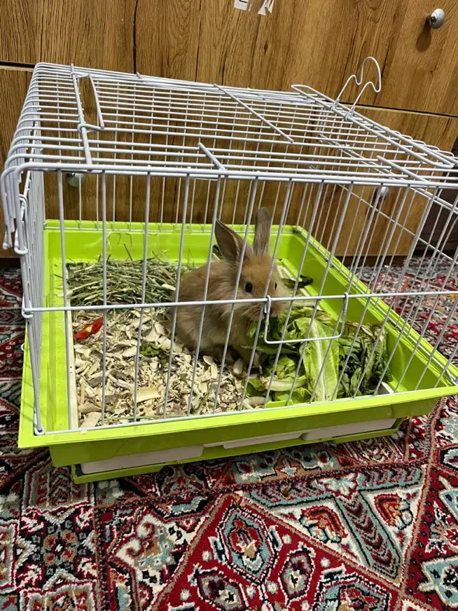 خرگوش مینیاتوری|موش و خرگوش|کرمان, |دیوار