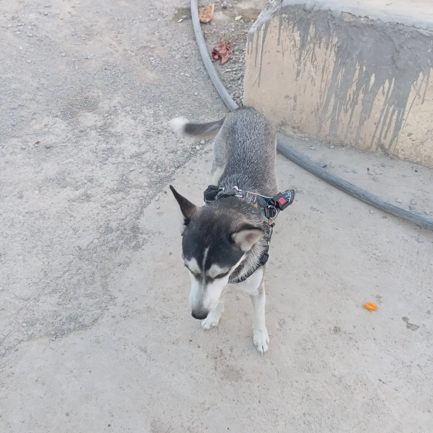 سگ هاسکی توله نژاد اصلی|سگ|وحیدیه, |دیوار