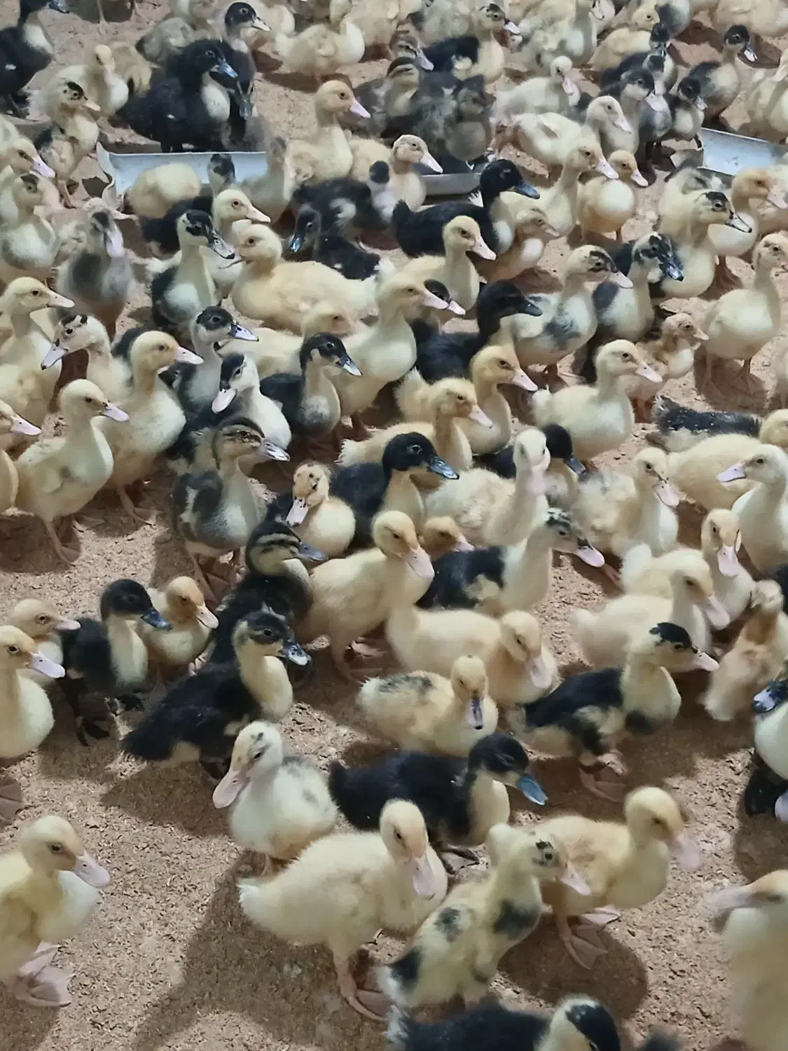 فروش جوجه اردک محلی اماده فضا باز|حیوانات مزرعه|شیرگاه, |دیوار