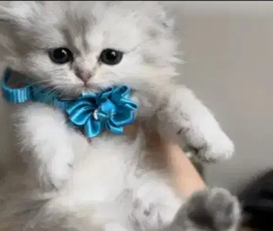 چینچیلا خاص|گربه|پرند, فاز ۴|دیوار