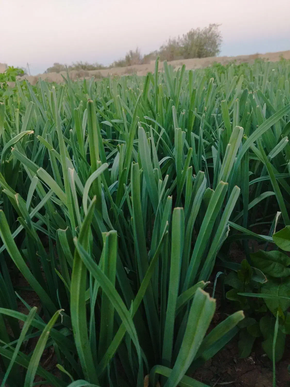 سبزیجات خوب قیمت خوب|خوردنی و آشامیدنی|کاشان, دانشگاه شهید رجایی|دیوار