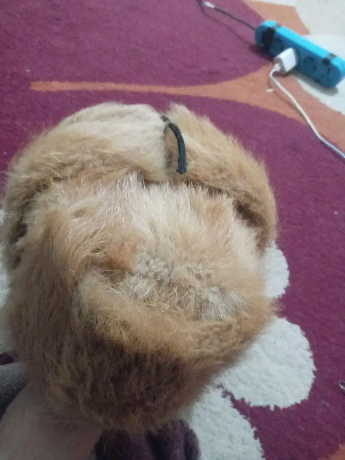 کلاه پشمی پوست شیر|لباس|برازجان, |دیوار