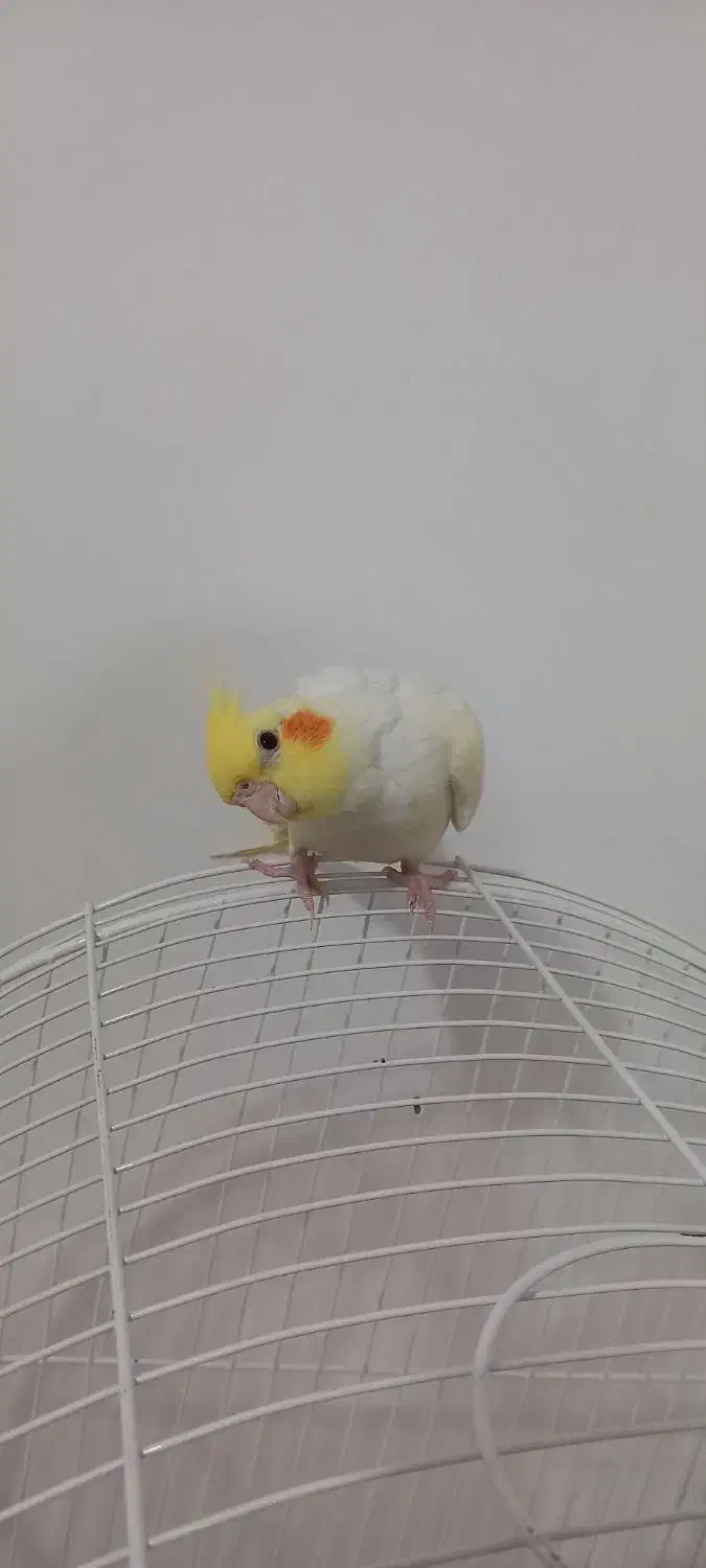 عروس هلندی لوتینو|پرنده|دهگلان, |دیوار