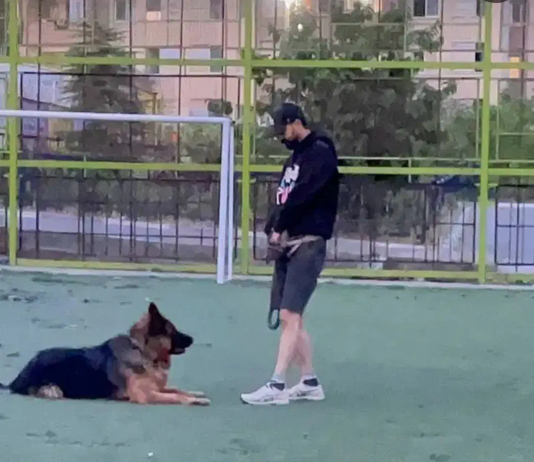 مربی سگ - رفتارشناس سگ - انواع‌نژادها|خدمات آموزشی|پردیس, فاز ۱|دیوار