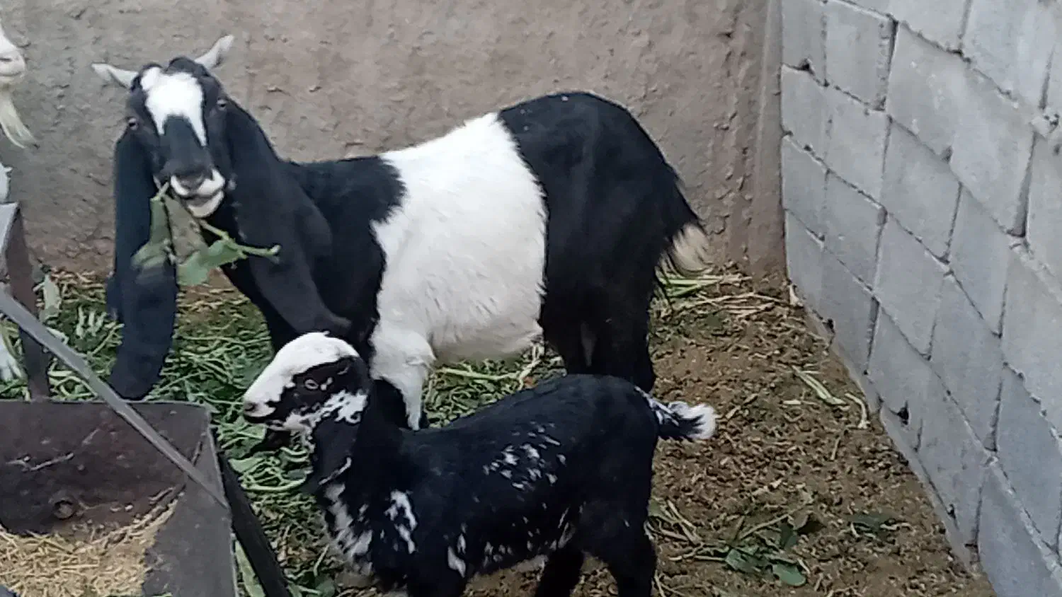 بز با بزغاله|حیوانات مزرعه|طبس, |دیوار