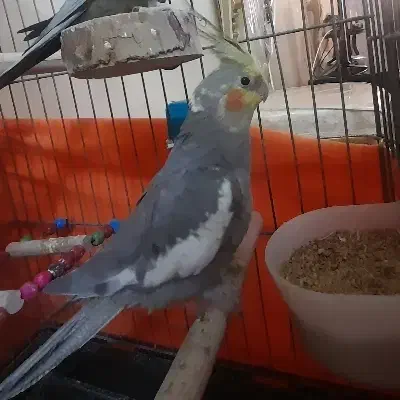 عروس هلندی|پرنده|قدس, شهر‌قدس|دیوار