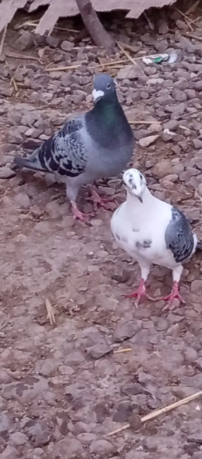 مسافتی|پرنده|اردبیل, |دیوار