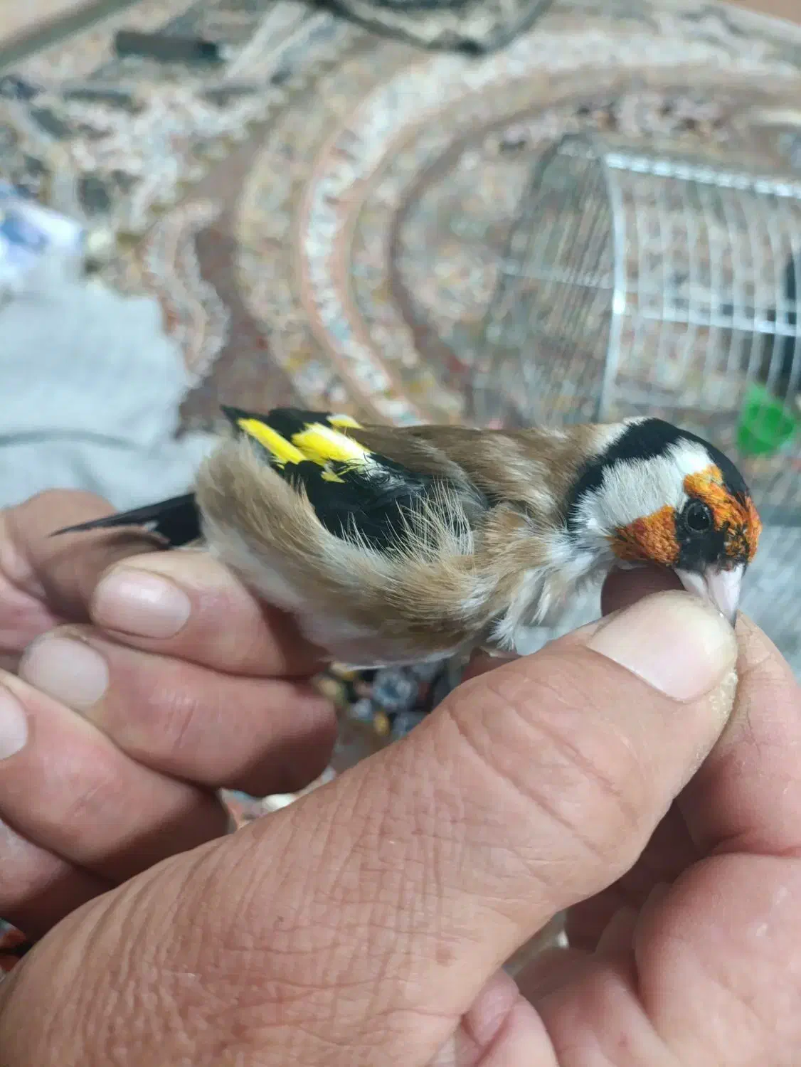 سهره دهن باغی بخون تازه تخت|پرنده|دیواندره, |دیوار