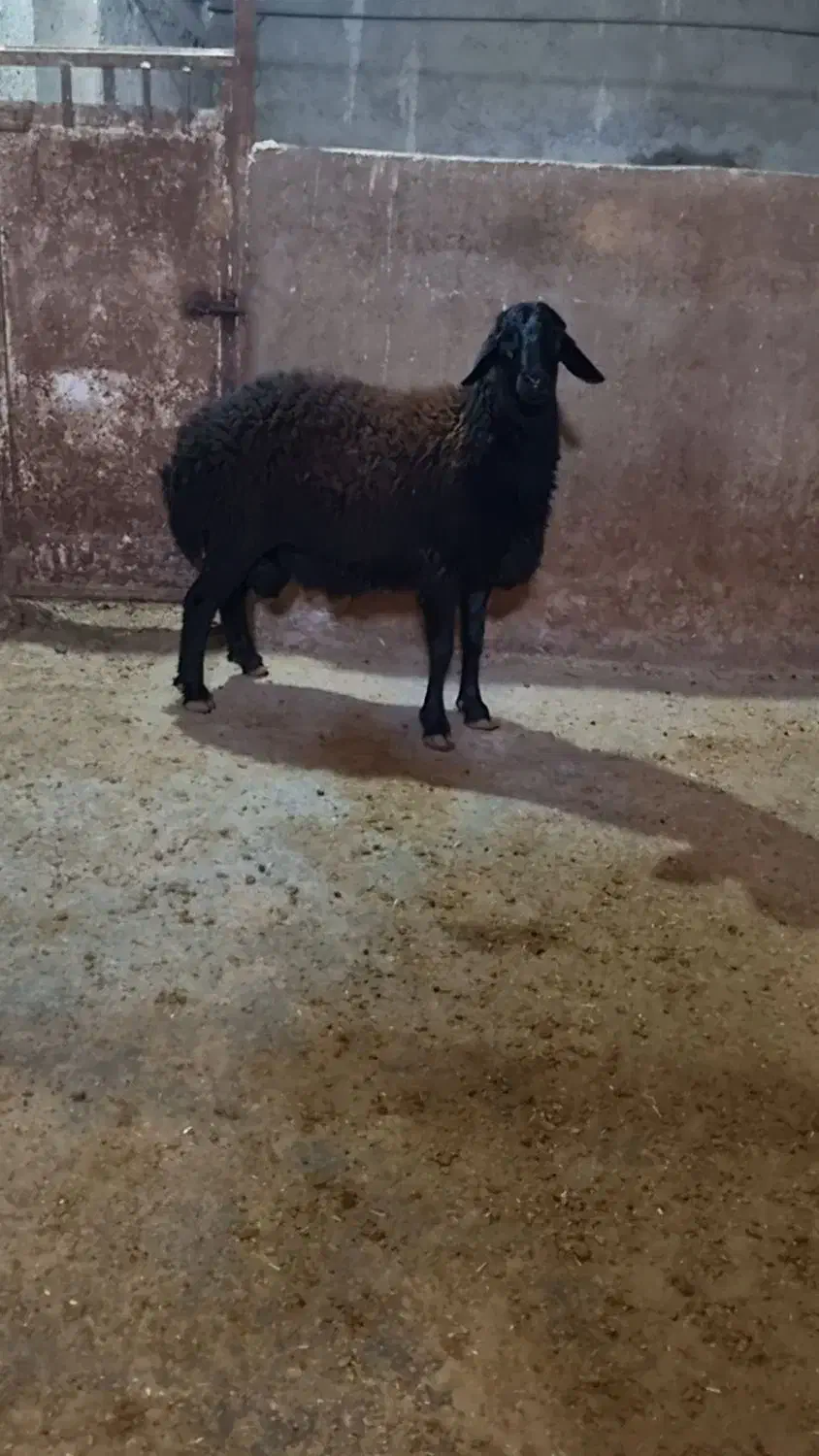 بره قوچ قرع قیزیل|حیوانات مزرعه|بزینه رود, |دیوار