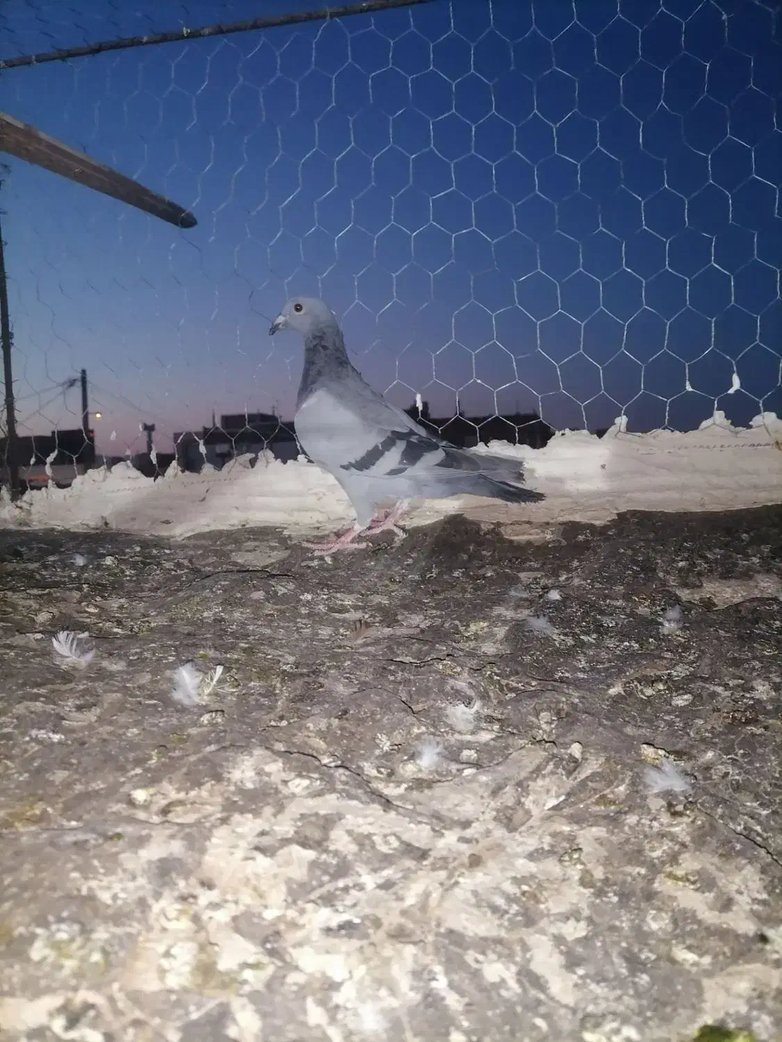 کفتر.|پرنده|تربت‌حیدریه, یحیی آباد|دیوار