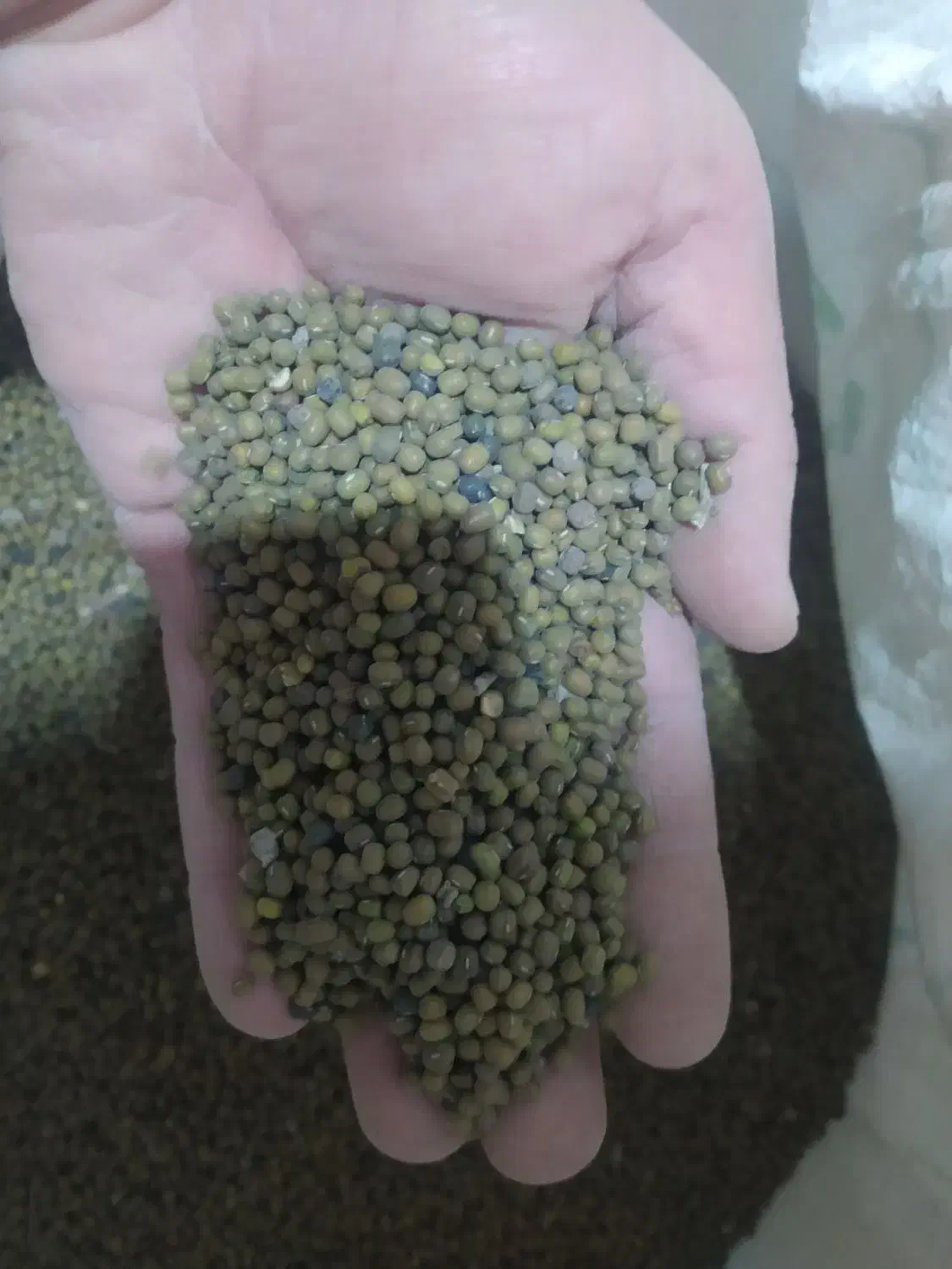 ماش|خوردنی و آشامیدنی|دره شهر, |دیوار