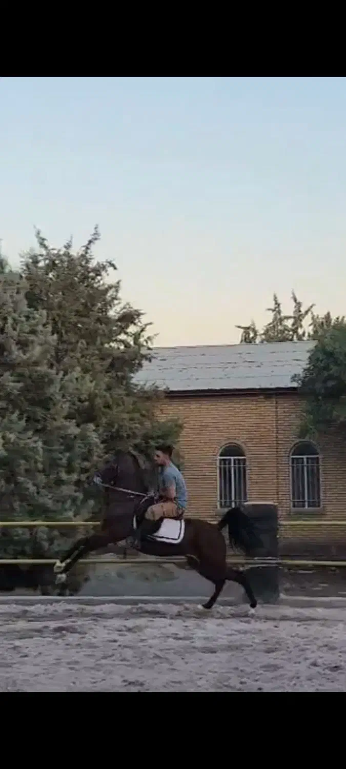 کرد ۱ کشش و فروش|اسب و تجهیزات اسب‌سواری|قیدار, |دیوار