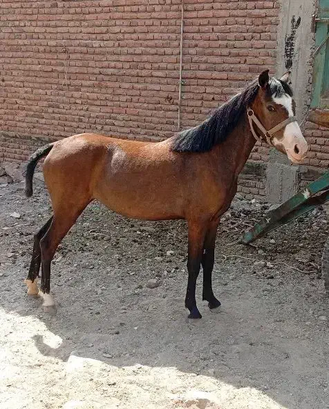 اسب یک و نیم ساله مادیان|اسب و تجهیزات اسب‌سواری|اردبیل, |دیوار