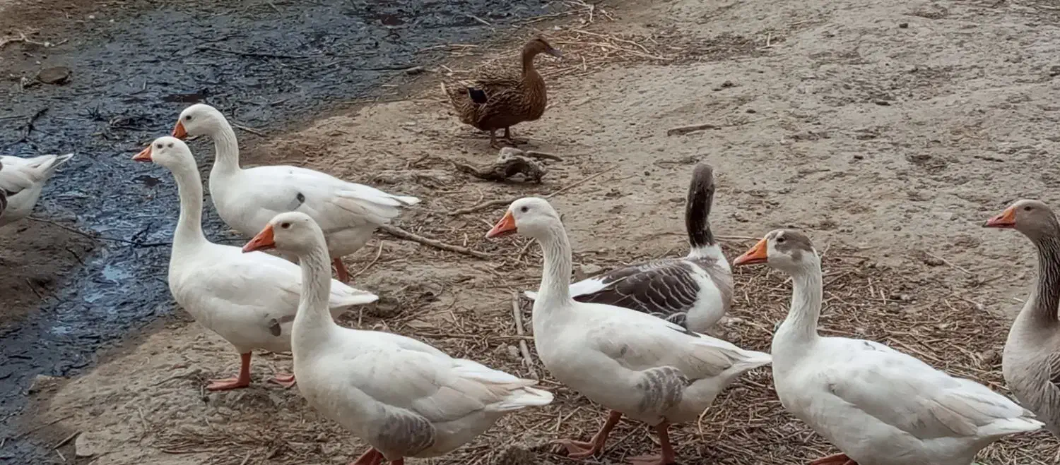 اردک پروازی ۲۳ عدد ۵،۵۰۰|حیوانات مزرعه|گلوگاه, |دیوار