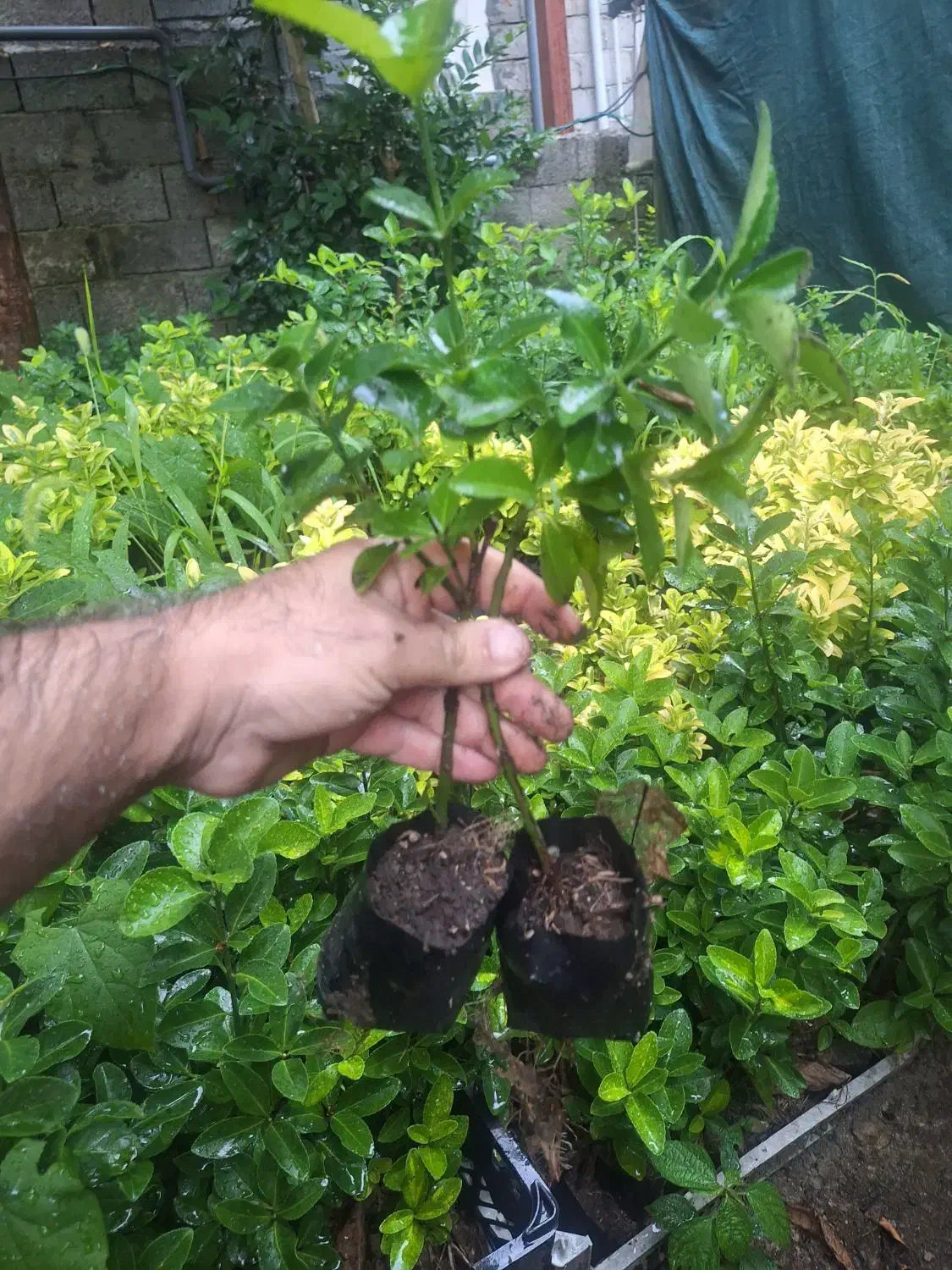 فروش شمشاد سبز نایلکسی|خدمات باغبانی و درختکاری|کتالم و سادات شهر, |دیوار