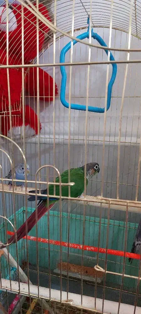 گرینچیک نراماده ۳۷۰۰۰۰۰تومان|پرنده|ایرانشهر, |دیوار