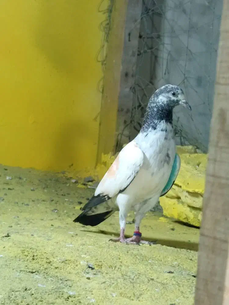 کبوتر جوانه تیدی|پرنده|چابهار, |دیوار