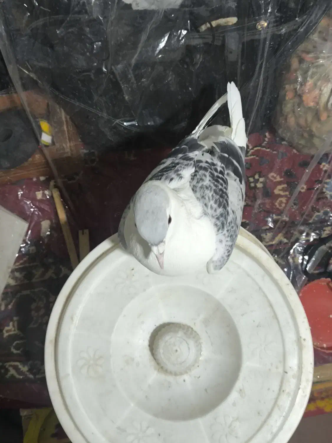 کبوتر|پرنده|مشهد, تلگرد|دیوار