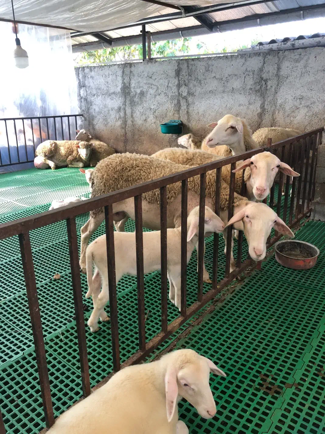 گوسفند لاکن|حیوانات مزرعه|سرخرود, |دیوار