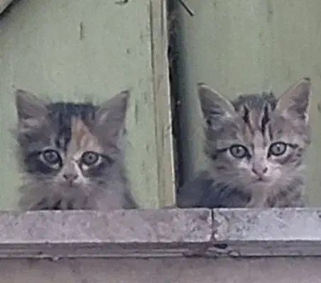 واگذاری بچه گربه|گربه|کرمانشاه, |دیوار