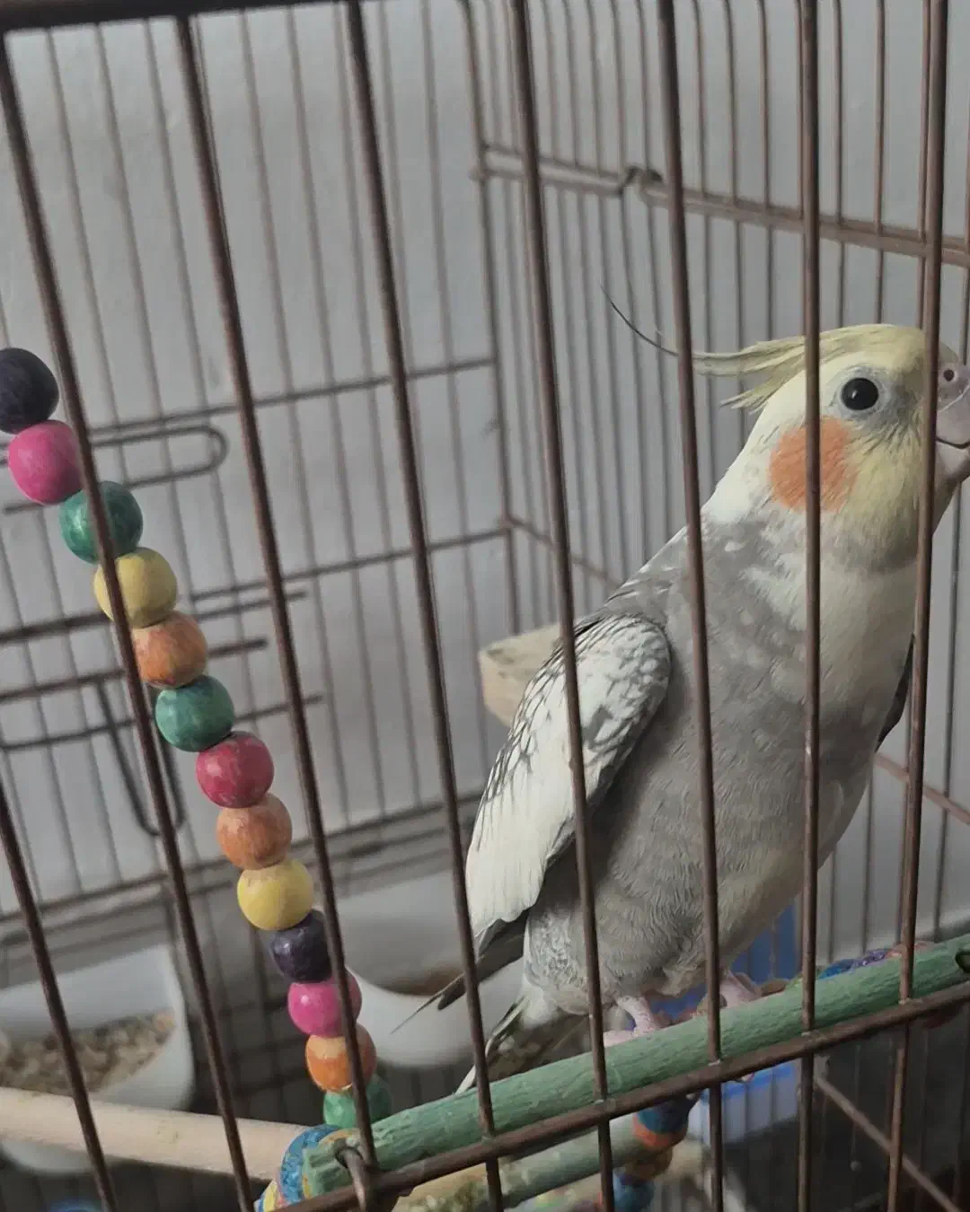 گمشده|حیوانات|اصفهان, عمان سامانی|دیوار