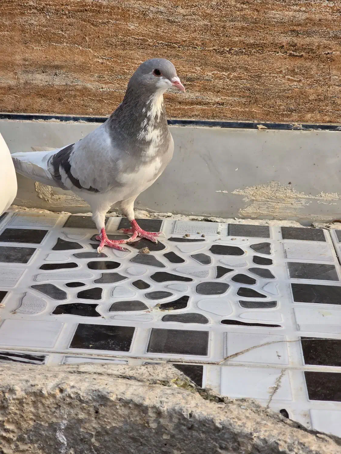 کبوتر|پرنده|مرودشت, ژیان|دیوار