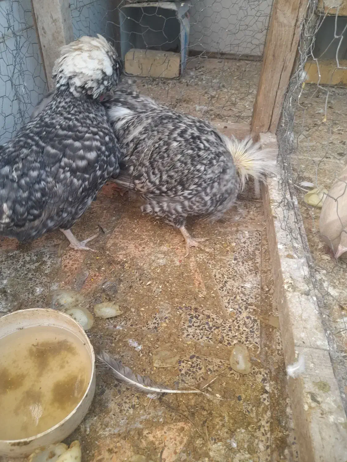 سلام  ۲عدد مرغ و خروس فروشی|حیوانات مزرعه|لنجان, |دیوار