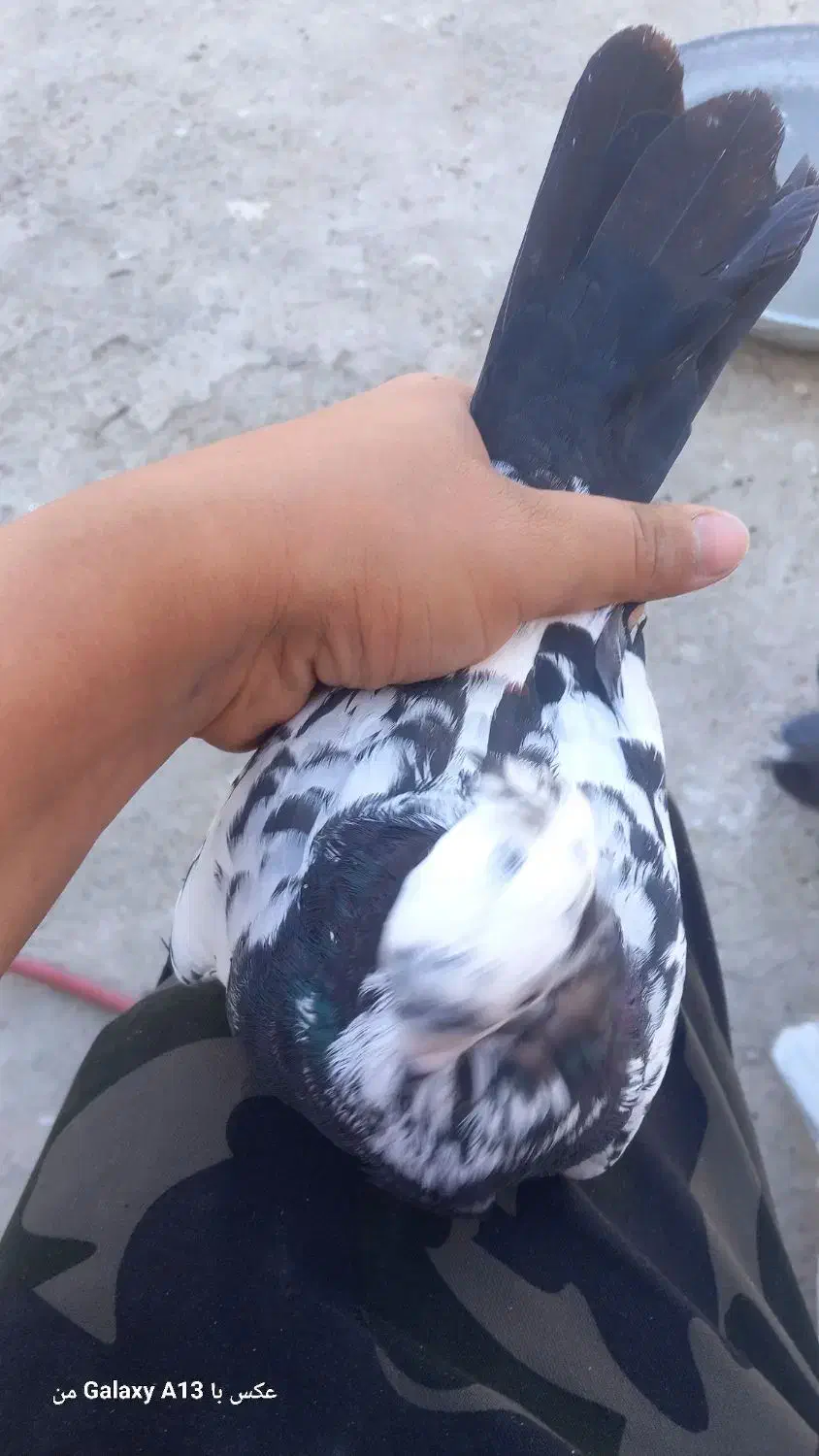 ۱۰ تا کفتر یا کبوتر|پرنده|کرج, آق تپه|دیوار