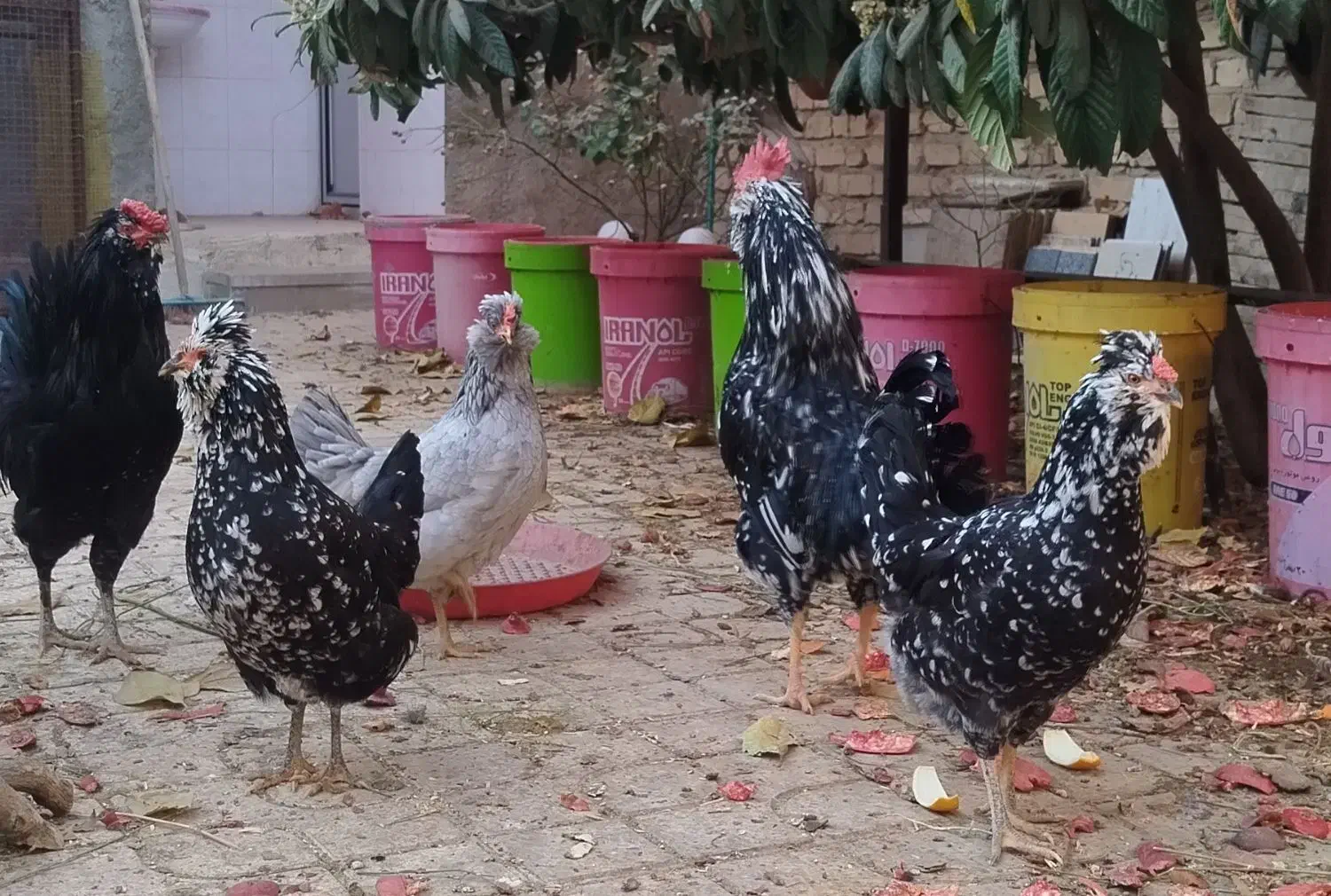 تخم مرغ نطفه دار گلین از بهترین نژاد|حیوانات مزرعه|مرودشت, گندم|دیوار