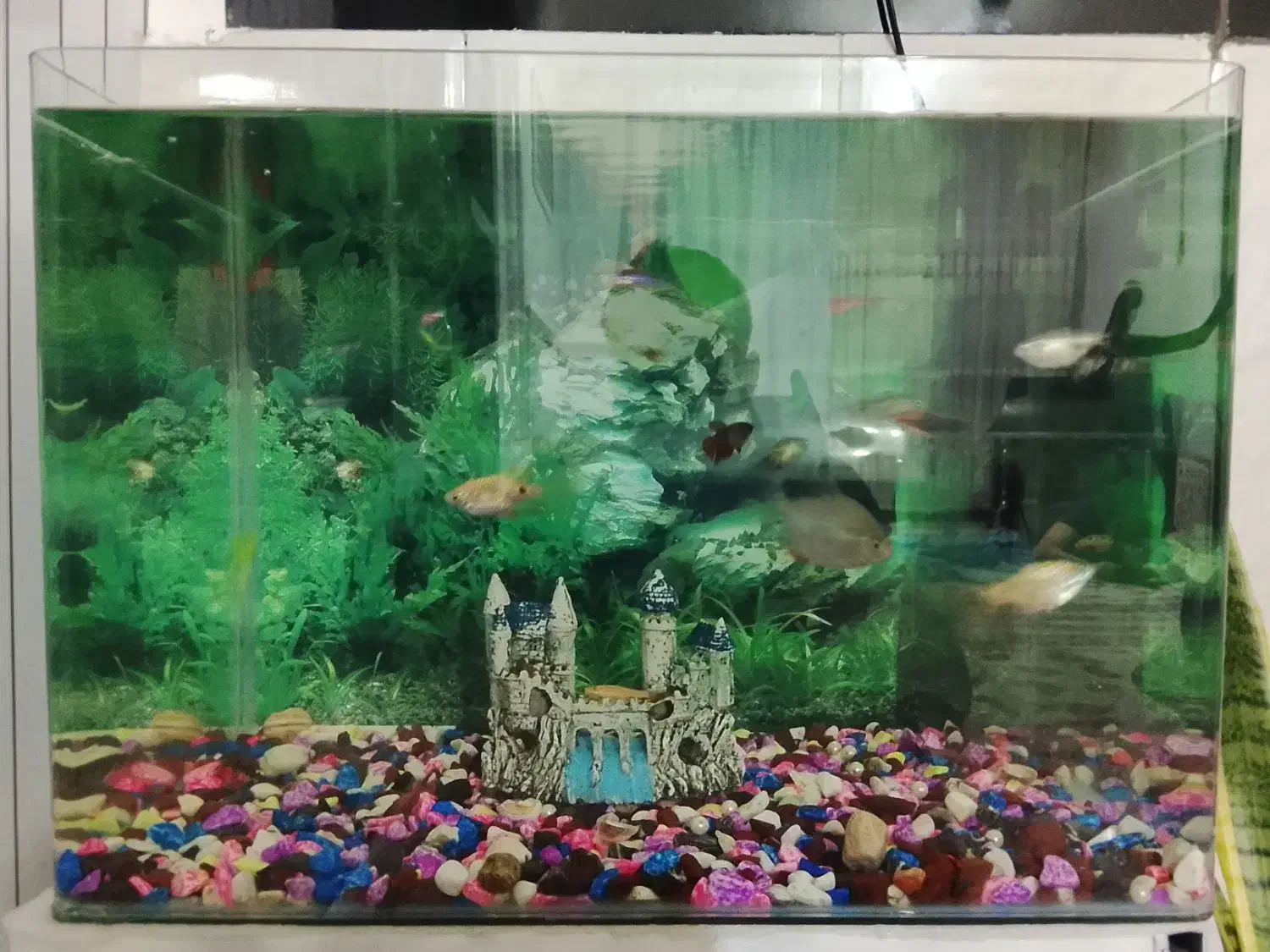 آکواریوم و ماهی|ماهی|مریوان, |دیوار